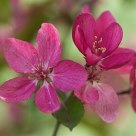 Fragile beauty
